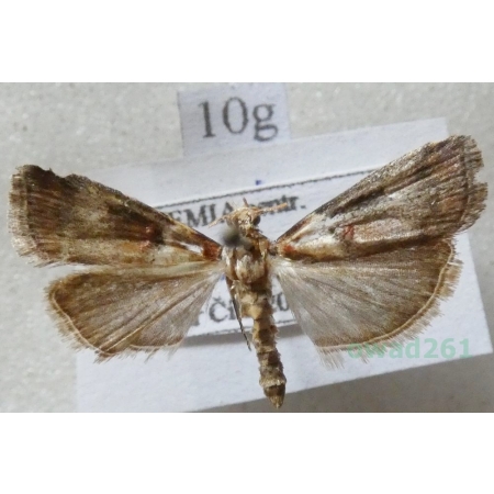 Acrobasis tumidana (Denis & Schiffermüller, 1775) Czech10g